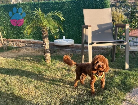 Leo toy poodle eş arıyor
