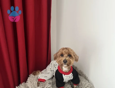 Toy Poodle Oğlum Mars Eş Arıyor