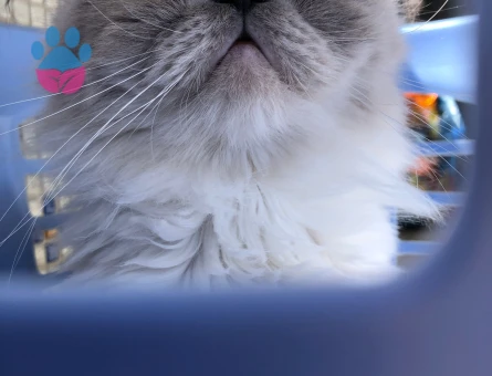 İran Kedisi 6 Yaşında Eş Arıyor