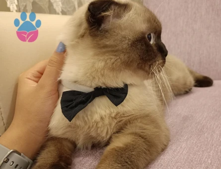Scottish Fold 1,5 Yaşında Eş Arıyorum