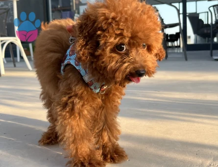 İzmir Kore toy poodle