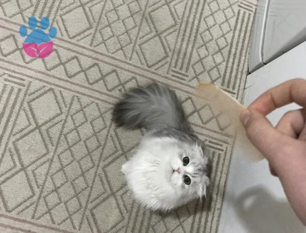 Scotish Longhair kedi