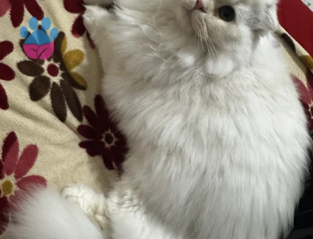 Yakışıklı oğluma eş arıyorum