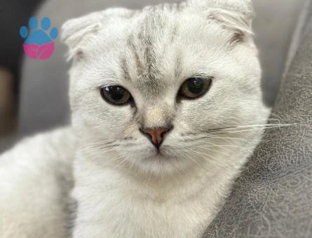 1 Yaşındaki Scottish Fold oğlumuza dişi British eş adayı arıyoruz