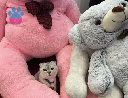 1 Yaşındaki Scottish Fold oğlumuza dişi British eş adayı arıyoruz