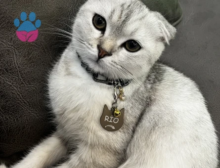 1 Yaşındaki Scottish Fold oğlumuza dişi British eş adayı arıyoruz