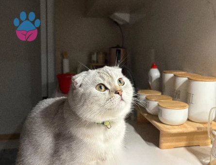 1 Yaşındaki Scottish Fold oğlumuza dişi British eş adayı arıyoruz