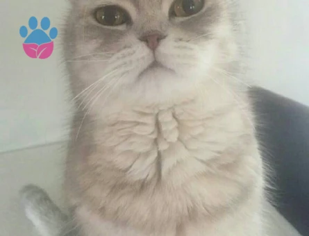 Kızımıza Damat Adayı Arıyoruz!