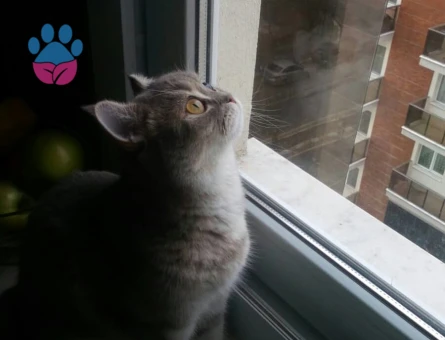 Kızımıza Damat Adayı Arıyoruz!