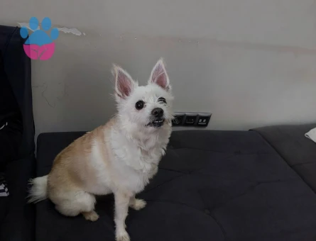 Kızıma Eş Arıyorum