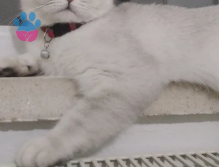 Scottish fold cinsi dişi kedimiz için eş arıyoruz