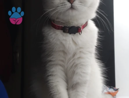 Scottish fold cinsi dişi kedimiz için eş arıyoruz