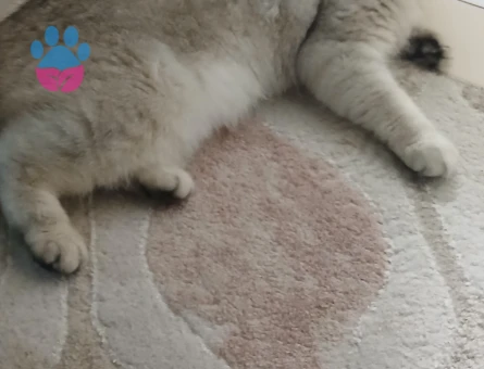 Scottish fold cinsi dişi kedimiz için eş arıyoruz