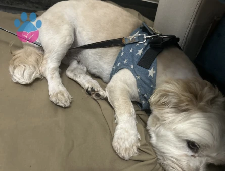 Terrier Kızıma eş arıyorum