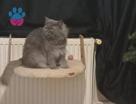 British Longhair Kızıma eş arıyorumm