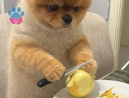 pomeryan orjinal ayi surat