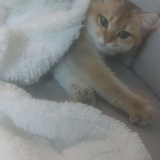  british-shorthair-ny11