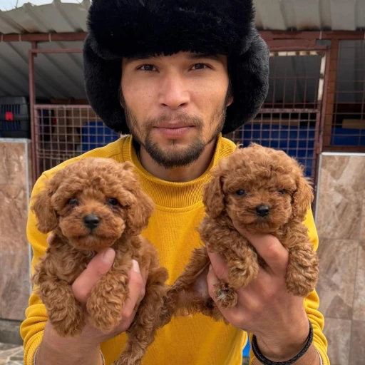 kuzey-kral