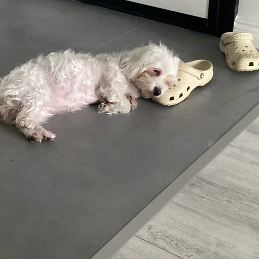  lala