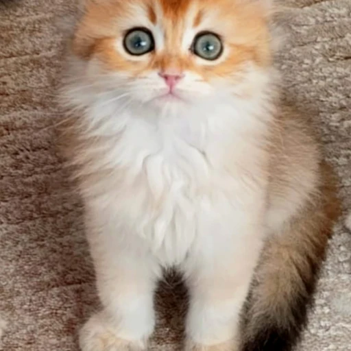 leonboncuk