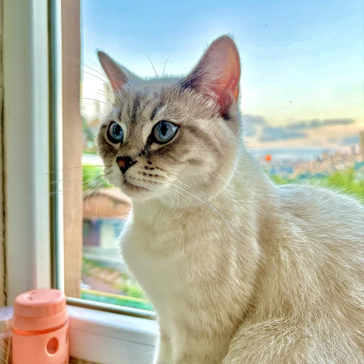  luna-disi-kedi