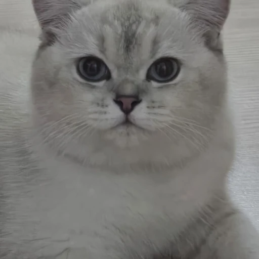 miya-safak