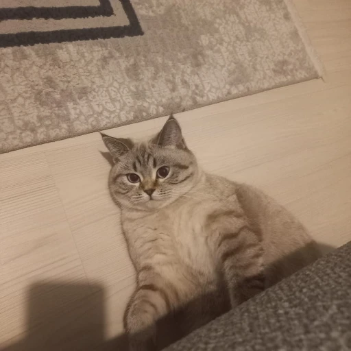  muzu