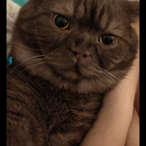  simba-x-men