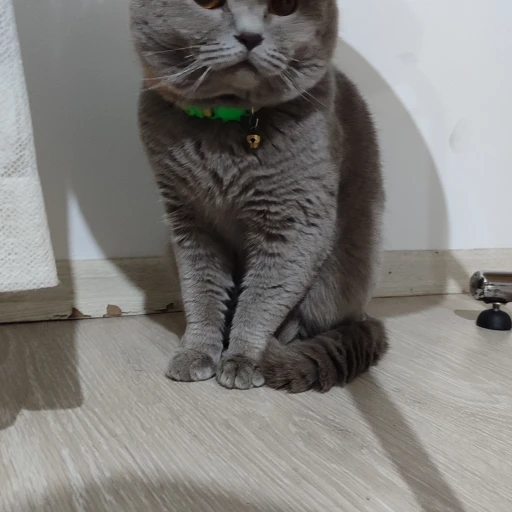 simon