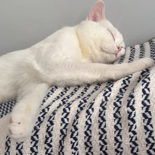 tatlihayaletcasper