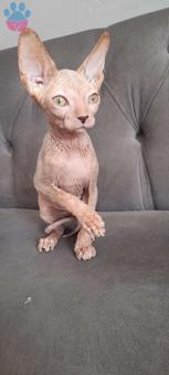 Yavru Safkan 2 Aylık Sfenks Yavrularımız