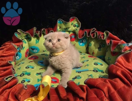 Scottish Fold Yavrular Dişi ve Erkek 2 Aylık
