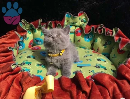 Safkan British Shorthair Dişi ve Erkek Yavrular