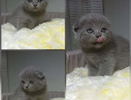 Scottish Fold 2 Aylık Dişi Yuva Arıyor