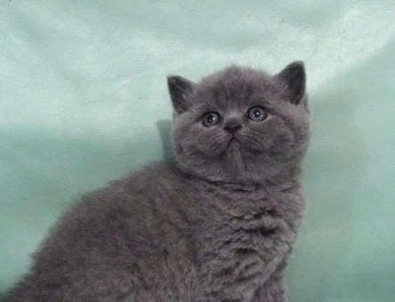 Safkan Gri British Shorthair Yavrularımız