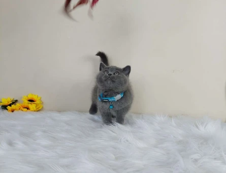 Safkan British Shorthair Gri Yavrularımız