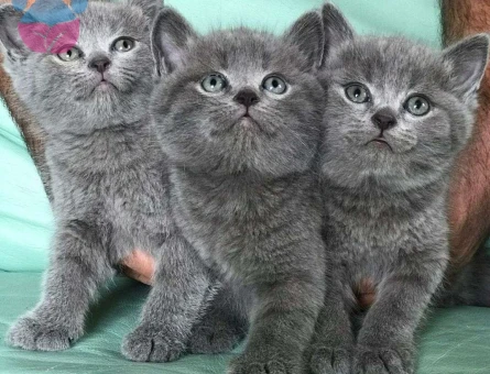 Safkan Gri British Shorthair Yavrularımız