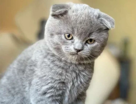 Muhteşem Scottish Fold Yavru Kedi