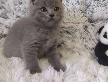 British Shorthair 2 Aylık Dişi ve Erkek Yavrular