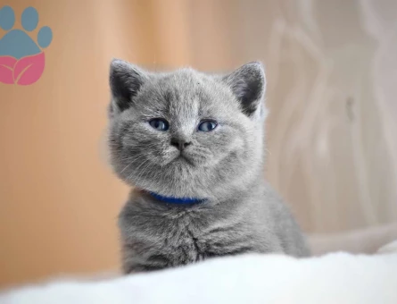 Orijinal British Shorthair Erkek 2 Aylık