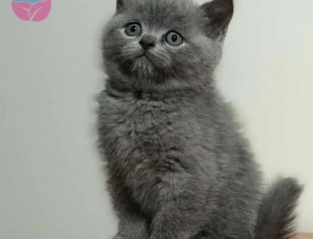 Safkan Gri British Shorthair Yavrularımız