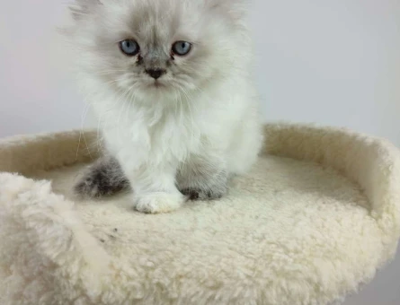Safkan British Longhair Blue Point Yavrumuz