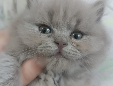 British Shorthair 2 Aylık Erkek Yuva Arıyor