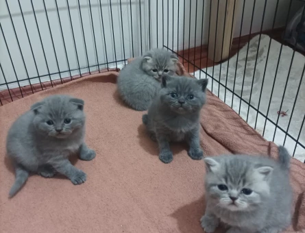 British Shorthair 1 Yaşında Dİşi