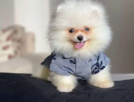 Kar Beyaz Safkan Pomeranian Boo