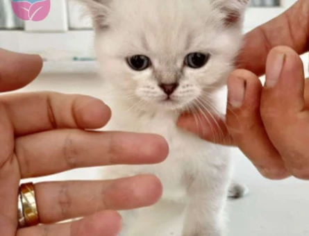 Harika Güzellikteki Yavru British Shorthair Blue Point