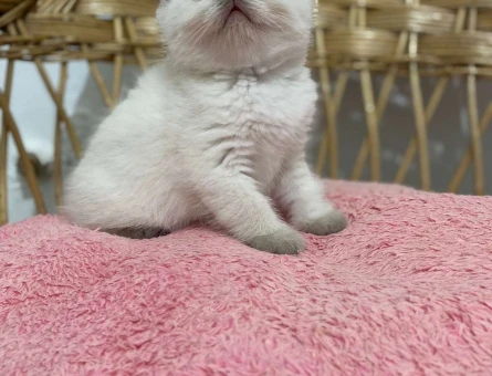British Shorthair Blue Point Erkek Yavrumuz