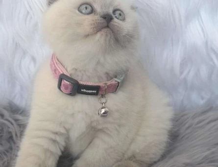 Mükemmel Safkan Scottish Fold