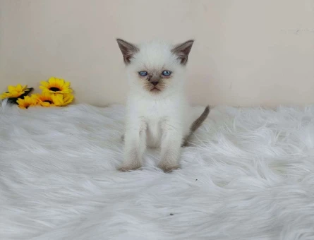 Safkan British Shortair Blue Piont Yavru Kedi