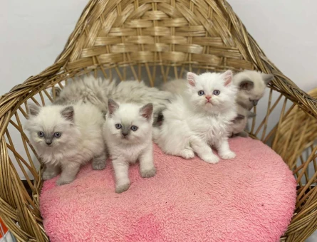 British Shorthair Silver NS11 Safkan Bebekler